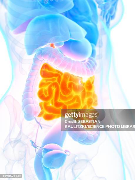 small intestine, illustration - crohns disease stock illustrations