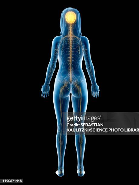 ilustraciones, imágenes clip art, dibujos animados e iconos de stock de nervous system, illustration - human anatomy organs back view