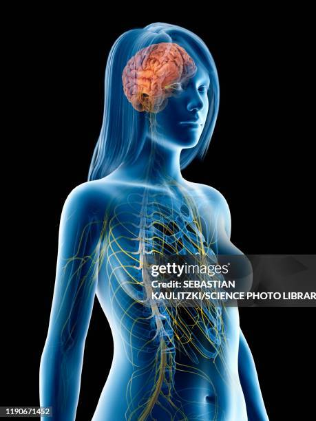 nervous system, illustration - female internal organs stock illustrations