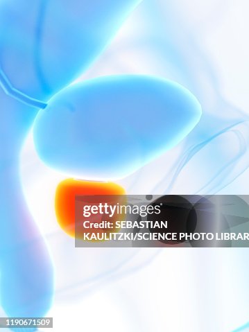 Prostate Illustration High-Res Vector Graphic - Getty Images