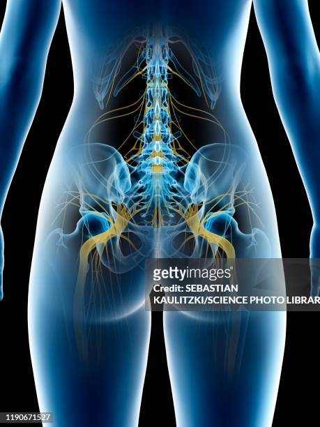 sciatic nerve, illustration - human anatomy organs back view stock illustrations