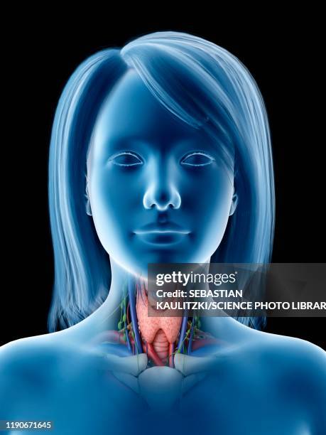 illustrazioni stock, clip art, cartoni animati e icone di tendenza di thyroid gland, illustration - tiroide