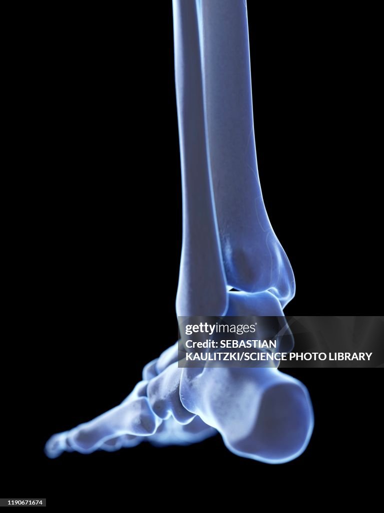 Ankle Joint Illustration High-Res Vector Graphic - Getty Images