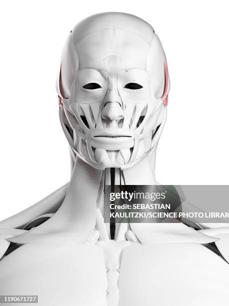 auricularis muscles, illustration - exercise mask stock illustrations
