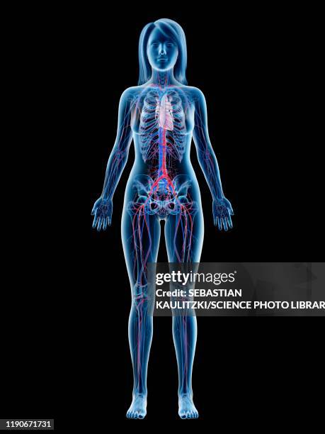 vascular system, illustration - anatomy body stock-grafiken, -clipart, -cartoons und -symbole