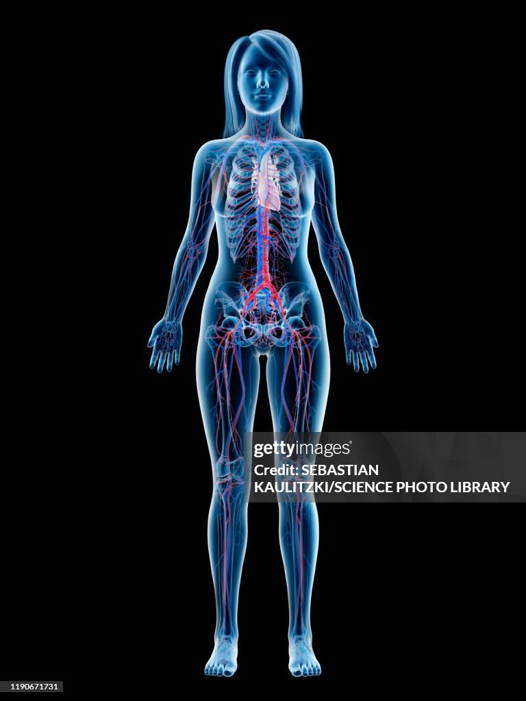 Vascular system, illustration
