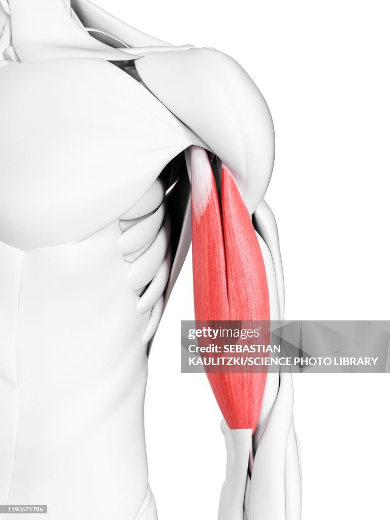 Biceps muscles, illustration