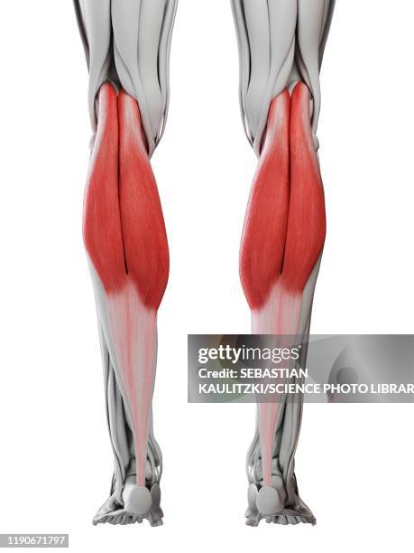 stockillustraties, clipart, cartoons en iconen met gastrocnemius muscle, illustration - kuitspier