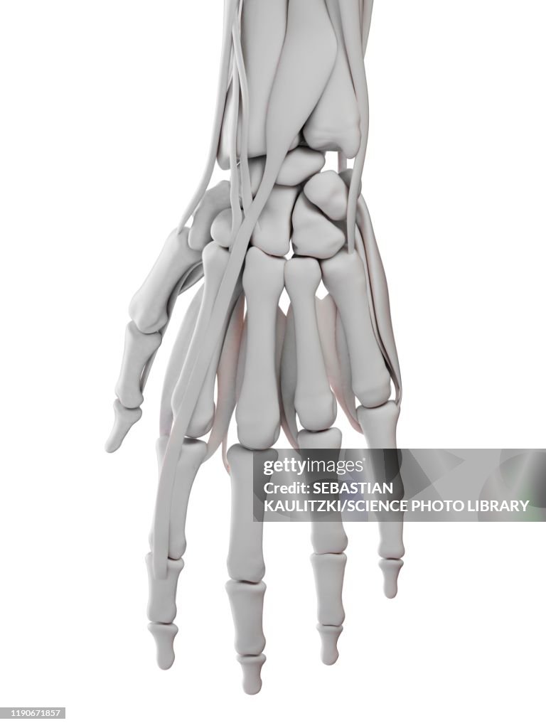 Hand anatomy, illustration