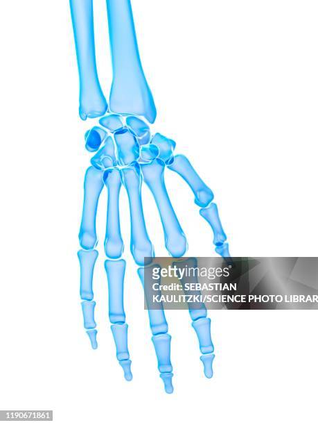 hand bones, illustration - metacarpal stock illustrations