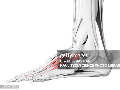 Extensor Digitorum Brevis Muscle Illustration High-Res Vector Graphic ...