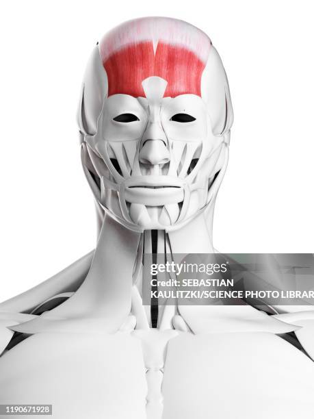 frontalis muscle, illustration - workout routine stock illustrations