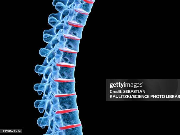 ilustraciones, imágenes clip art, dibujos animados e iconos de stock de human spine, illustration - columna vertebral