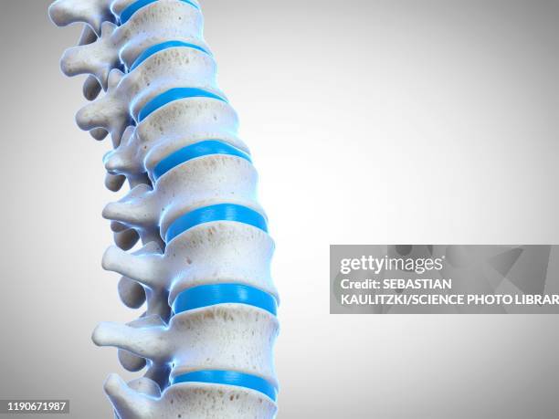 human spine, illustration - intervertebral discs stock illustrations