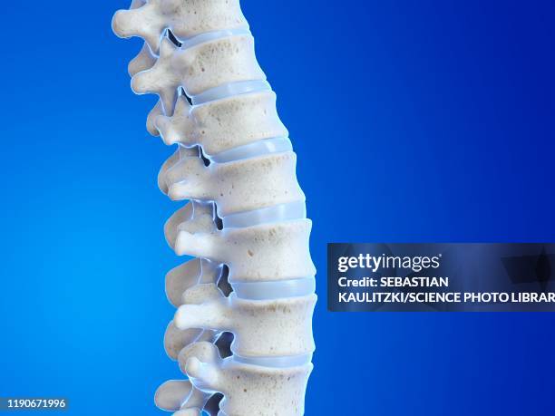 human spine, illustration - spine disc stock illustrations