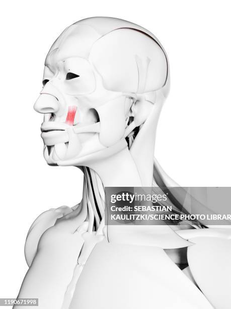 levator anguli oris muscle, illustration - exercise mask stock illustrations
