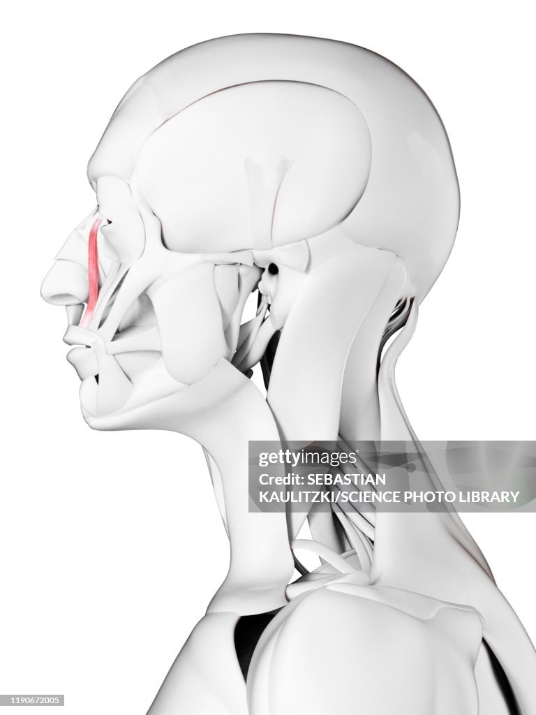 Levator Labii Superioris Alaeque Nasi Muscle Illustration High-Res ...