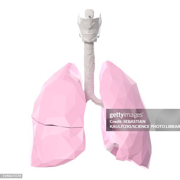 ilustraciones, imágenes clip art, dibujos animados e iconos de stock de lungs, illustration - modelado low poly