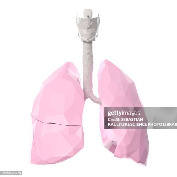 lungs, illustration - bronchus stock illustrations