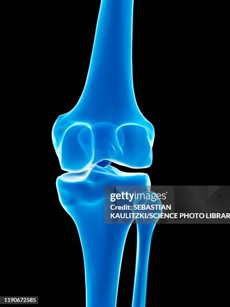 ilustrações, clipart, desenhos animados e ícones de knee joint, illustration - rótula