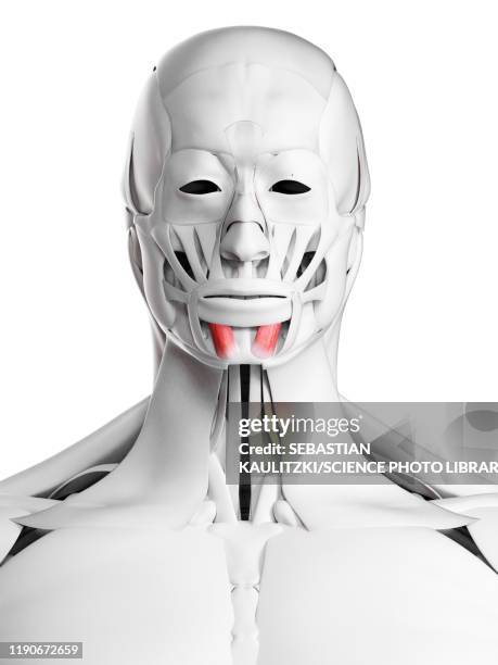 Intercheilion Line 594 Facial Muscles Anatomy Images Stock Photos, High-Res Pictures, and ...
