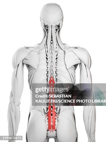 Musculus Multiduvus Multifidus Muscle Illustration High-Res Vector Graphic - Getty Images