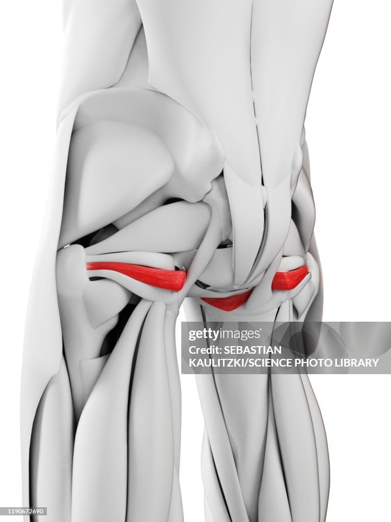 Internus Muscle Obturator Internus Muscle Illustration High-Res Vector Graphic - Getty ...