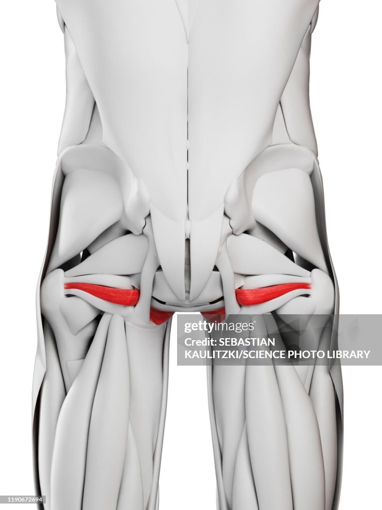 Internus Muscle Obturator Internus Muscle Illustration High-Res Vector Graphic - Getty ...