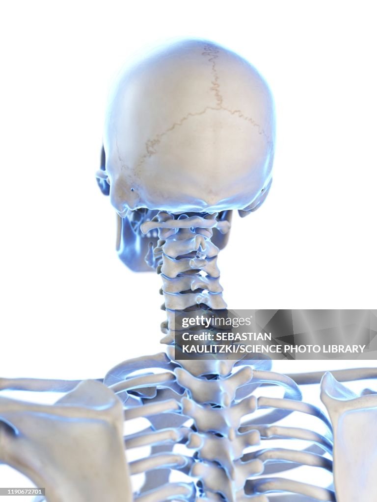 Neck Rotation Involven Bone Neck Bones Illustration High-Res Vector Graphic - Getty Images