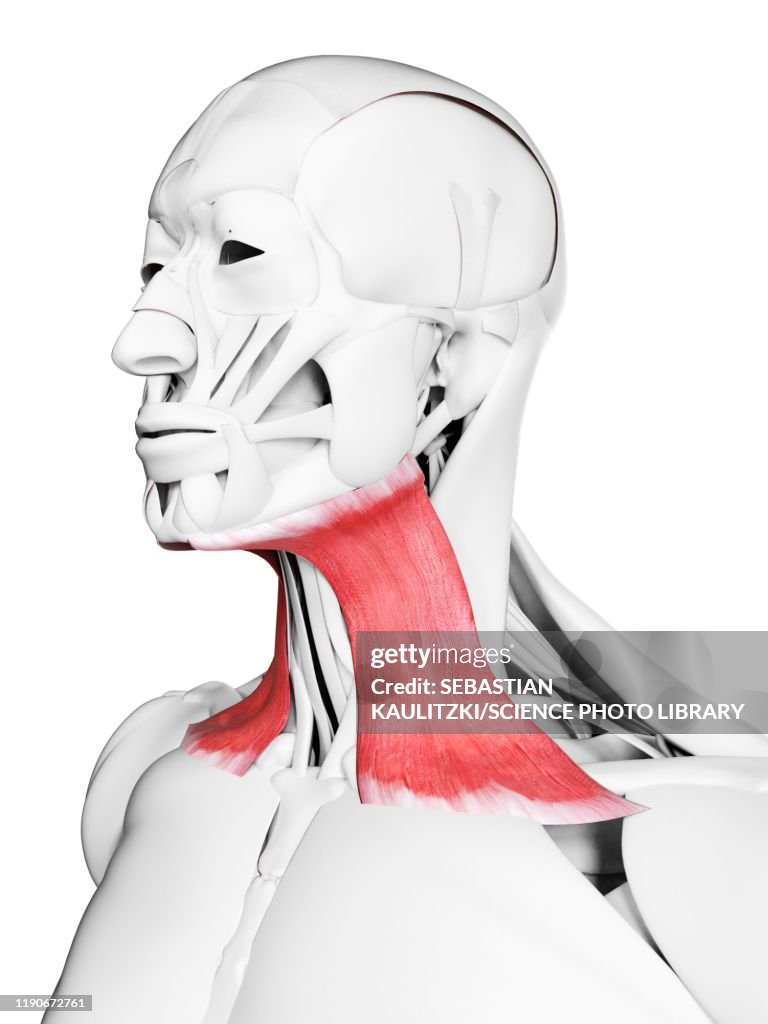 P Triangularis Triangularis Muscle