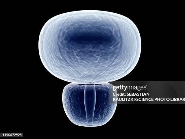 bladder and prostate, illustration - bladder stock illustrations