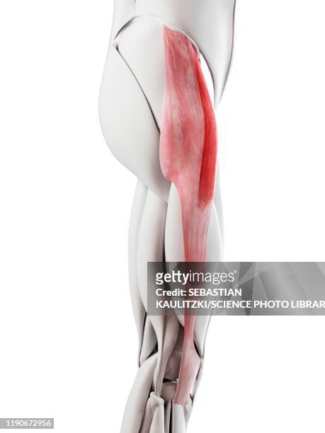 tensor fascia lata muscle, illustration - tendon stock illustrations