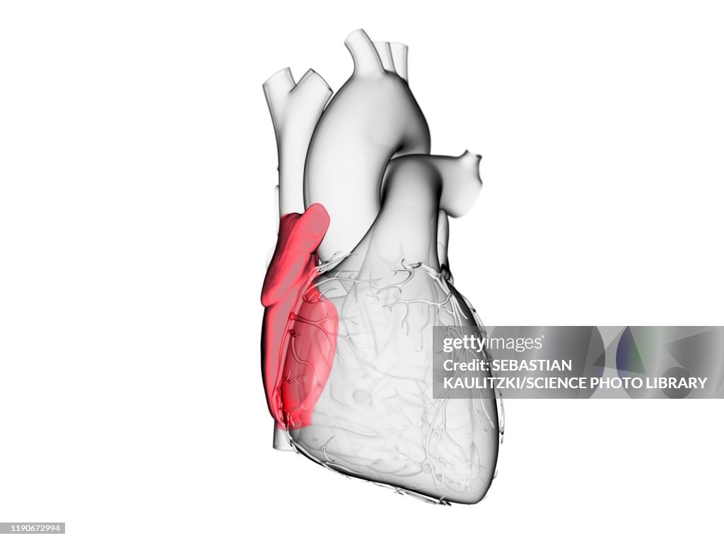 Right Atrium Illustration High-Res Vector Graphic - Getty Images