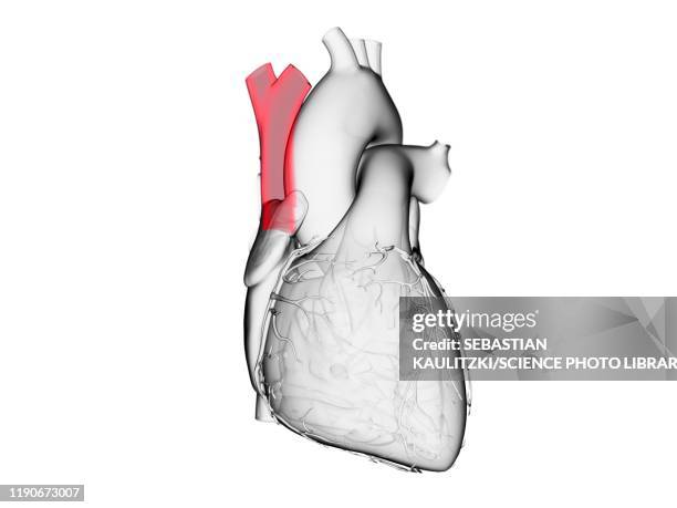 ilustraciones, imágenes clip art, dibujos animados e iconos de stock de superior vena cava, illustration - vena cava vena humana