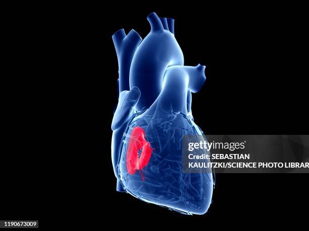 tricuspid valve, illustration - myocardium stock illustrations