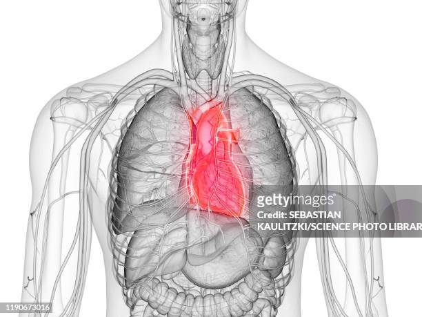 human heart, illustration - 人体　cg点のイラスト素材／クリップアート素材／マンガ素材／アイコン素材