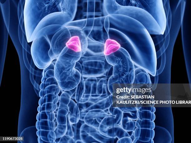 ilustrações de stock, clip art, desenhos animados e ícones de adrenal gland, illustration - glândula adrenal