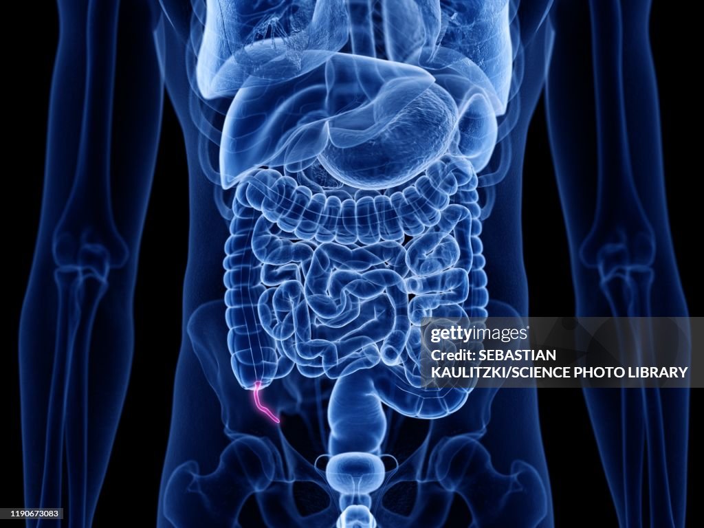 Labelled Appendix Graphic Appendix Illustration High-Res Vector Graphic - Getty Images