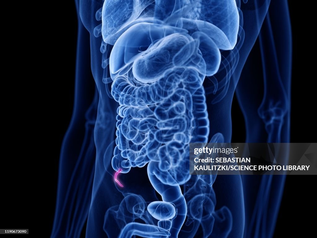 Apendix Vector Appendix Illustration High-Res Vector Graphic - Getty Images