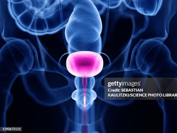 urinary bladder, illustration - urinary system stock illustrations