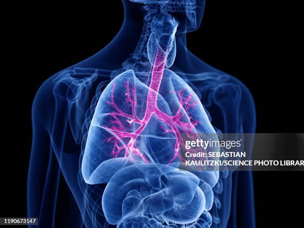 bronchi, illustration - respiratory system 幅插畫檔、美工圖案、卡通及圖標