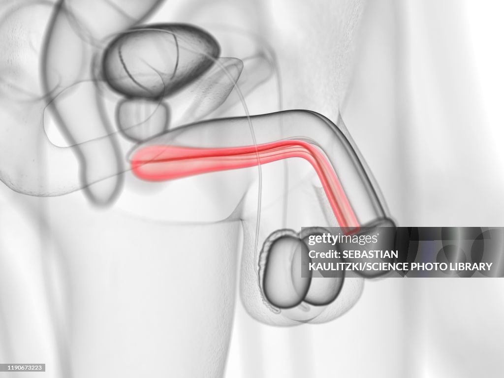 Corpus spongiosum, illustration