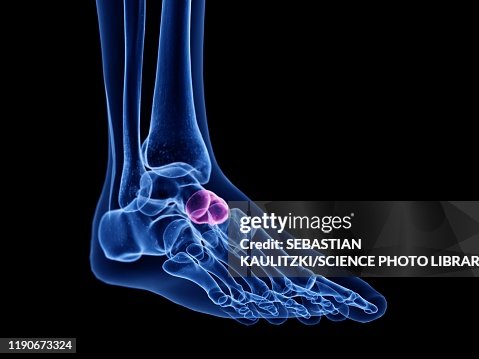 Navicular Bone Illustration High-Res Vector Graphic - Getty Images