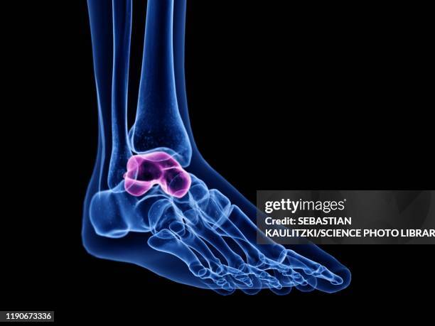 ilustraciones, imágenes clip art, dibujos animados e iconos de stock de talus bone, illustration - astrágalo tarso