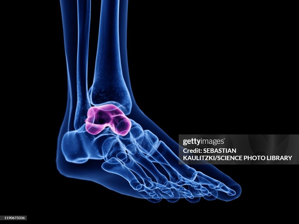 Talus Maker Talus Bone Illustration High-Res Vector Graphic - Getty Images