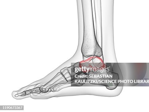 Talus Maker Talus Bone Illustration High-Res Vector Graphic - Getty Images
