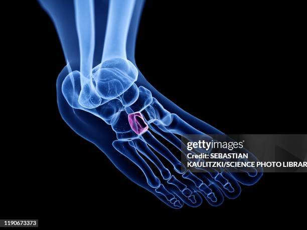 lateral cuneiform bone, illustration - ankle stock illustrations