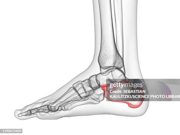 calcaneus bone, illustration - calcaneus stock illustrations