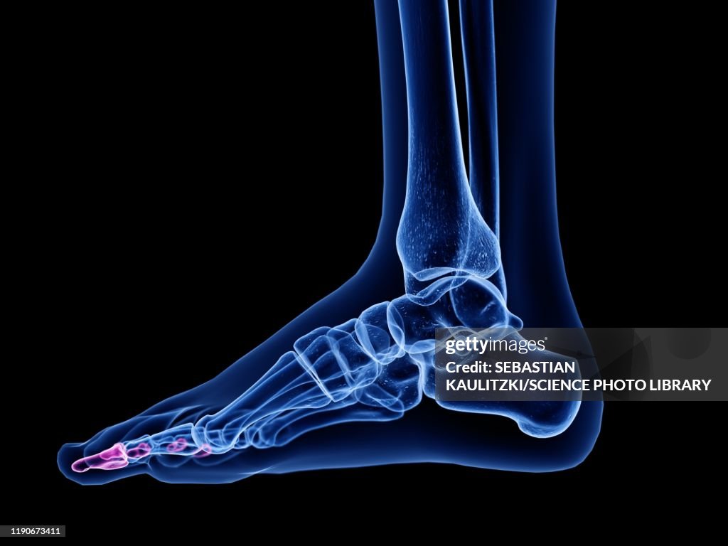 Distal phalanx bones, illustration