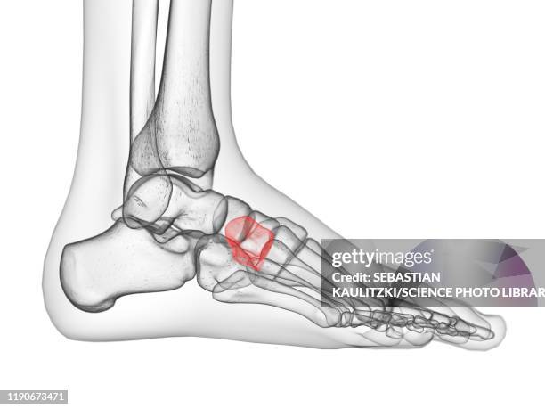lateral cuneiform bone, illustration - ankle stock illustrations